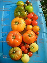 Assprted Summer Tomatoes