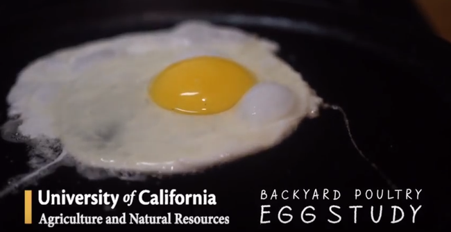 UCANR Backyard Poultry Egg Study