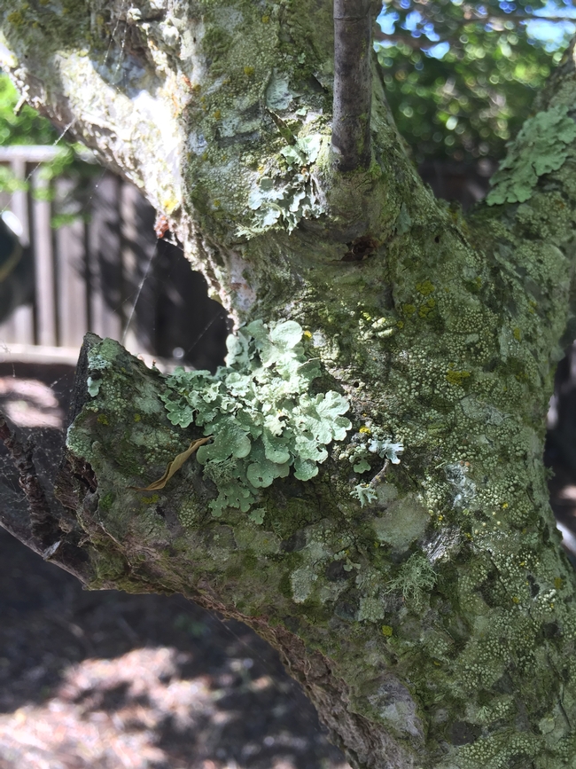 lichen covered trumk