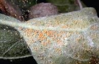 underside leaf w/spider mites