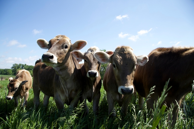 gilbertblog cows