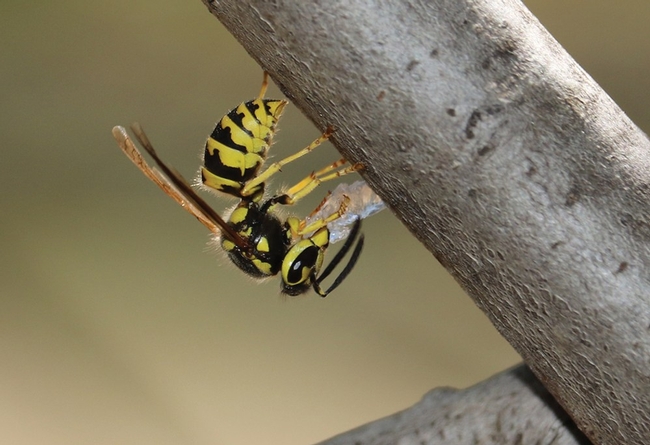 yellowjacket-with-hydrogel Choe
