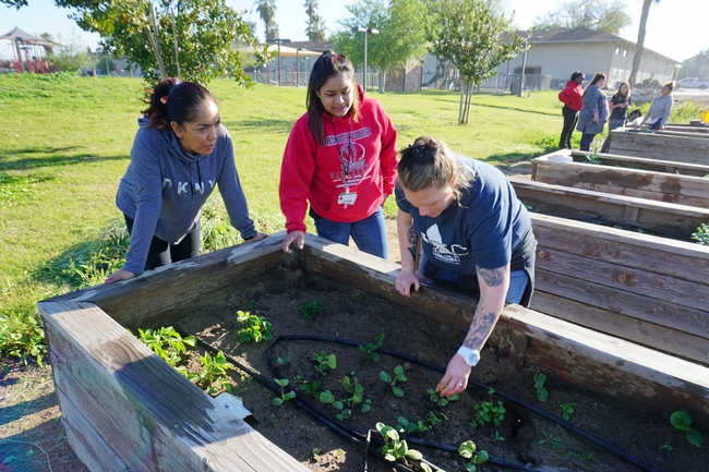 Left to right, Cynthia Mares, Jasmine Cabral, and Darcy Singer work in the garden.