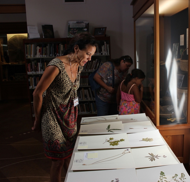 Lisa Hillman, Pikyav Field Institute program manager for the Karuk Tribe, at the Karuk Herbarium.  PHOTO: Bari Talley