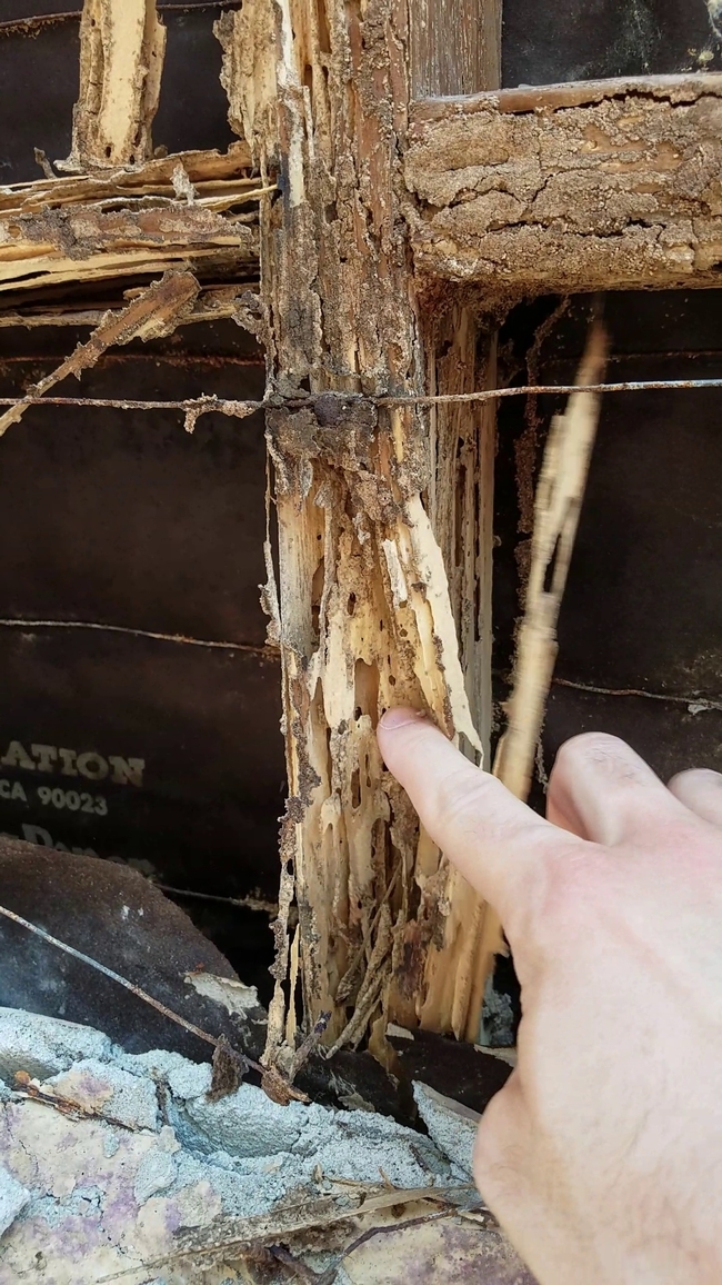 A través de sus numerosas colonias, esta termita puede convertir la madera en un tipo de “pastel esponjoso”, dijo Siavash Taravati, asesor sobre el Manejo Integrado de Plagas Urbanas de Extensión Cooperativa. Fotografía por Siavash Taravat