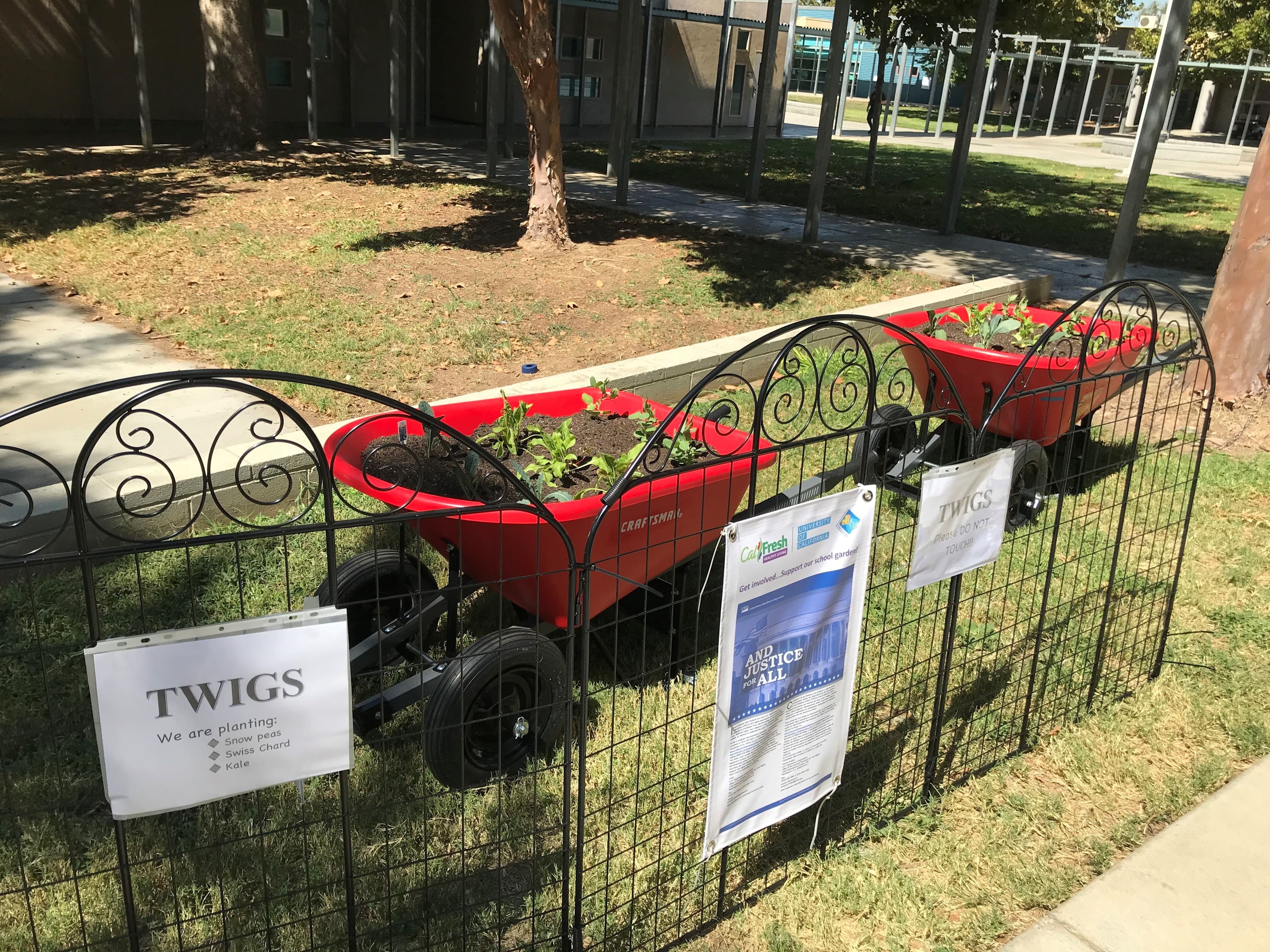 Estudiantes de sexto grado nutren el jardín de carretillas