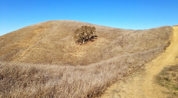 Drought-impacted California grasslands. by Faith Kearns