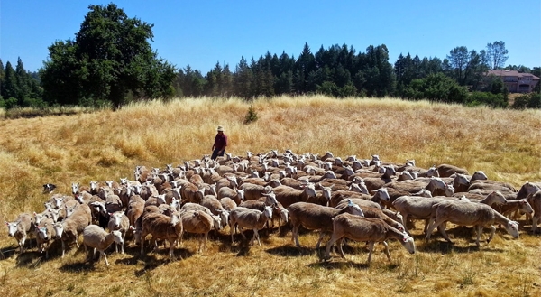 Rancher Dan Macon works with his sheep in the dry California foothills. by Justin Wages