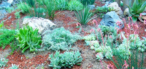 Drought Tolerant Landscaping, How Much Does Drought Resistant Landscaping Cost