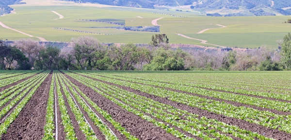 Drip irrigation conversion is widespread in the Salinas Valley. Photo courtesy of Mike Cahn.