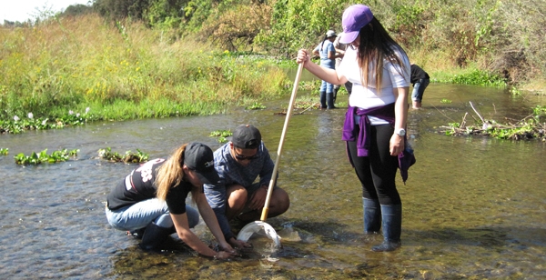 David Son, an undergraduate at CSU Stanislaus, working with two students from Modesto Junior College to sample invertebrates in the Tuolumne River. Photo by Matt Cover.