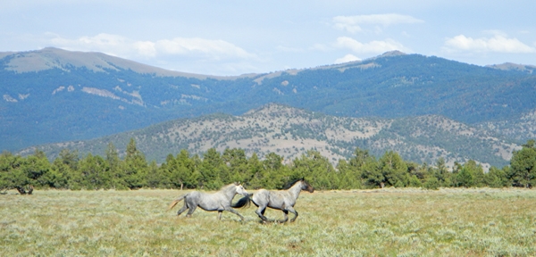 Wild horses, Modoc National Forest. Photo by Laura Snell.