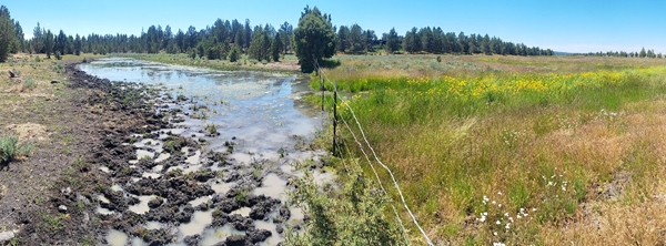 A fence line comparison of a spring where wild horses roam freely on US Forest Service land (left) and private land with managed livestock (right). Photo by Laura Snell.