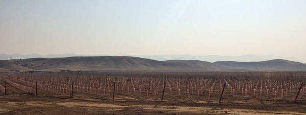 A new vineyard in the Cuyama groundwater basin. Photo by Casey Walsh.