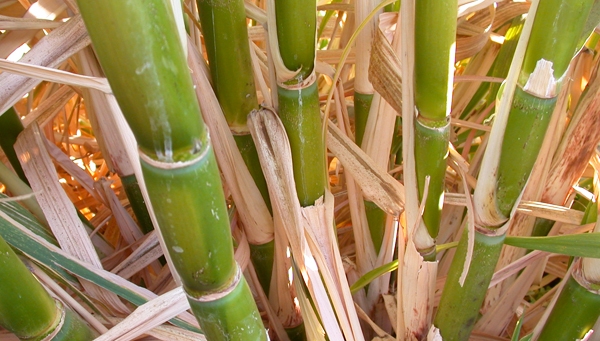 Sugar cane thrived during the recent wet California winter. Photo by Michael Yang.