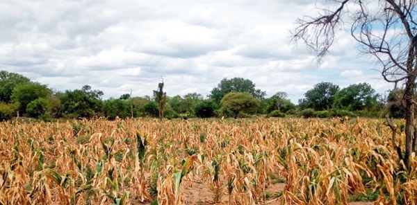 Corn wilts on a farm in Mozambique. Photo by FEWS NET.