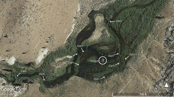 An overview of a large beaver dam complex in the Sequoia National Forest, Domeland Wilderness Area.
