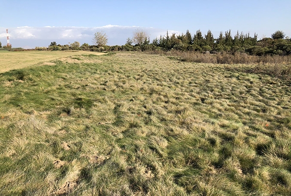 Native grass research trials in Monterey, CA  and Dinuba, CA. Photos by Maggie Reiter.
