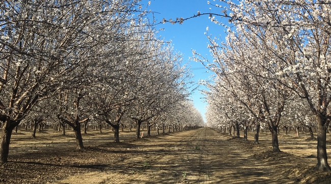 An almond orchard in bloom in an area used for boron rootstock trials. Photo by Katherine Jarvis-Shean.