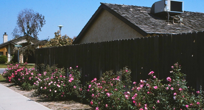 Replacement of turf with landscape (shrub) roses. Such plant replacements for water conservation are only effective if the water applied through irrigation is reduced. Photo by John Karlik.