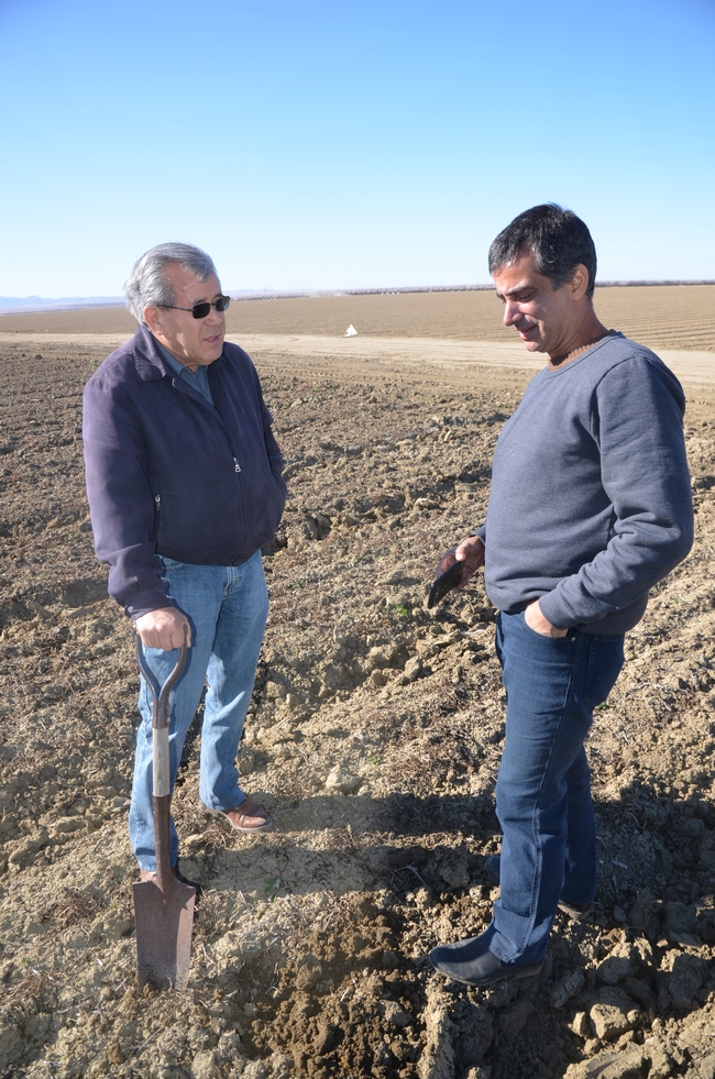 Jesse Sanchez and Roberto Botelho (left and right) examine soil at Sano Farms cover crop fields in Firebaugh, CA, February 23, 2018