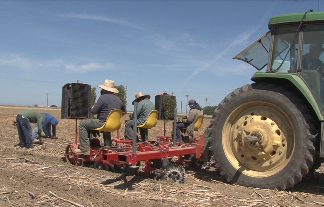 No-till transplanter used for establishing tomatoes in sorghum, garbanzo, and cover crop residue.  Five Points, CA.  April 23, 2018