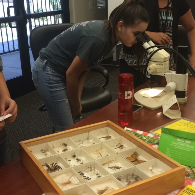 Entomologist for a day