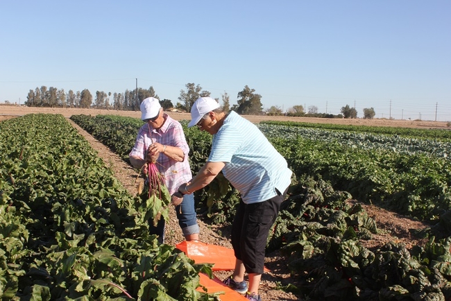 visitors harvesting vegetables in the 2018 winter tours at Farm Smart