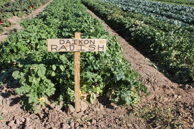 Farm Smart U-Pick Garden