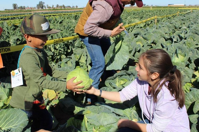 Calexico FFA volunteers help participants pick vegetables in the U Pick garden