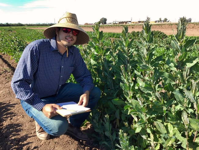 Staff Research Associate, Juan Buenrostro taking field data on lettuce trial lead by Dr. Richard Michelmore from UC Davis.