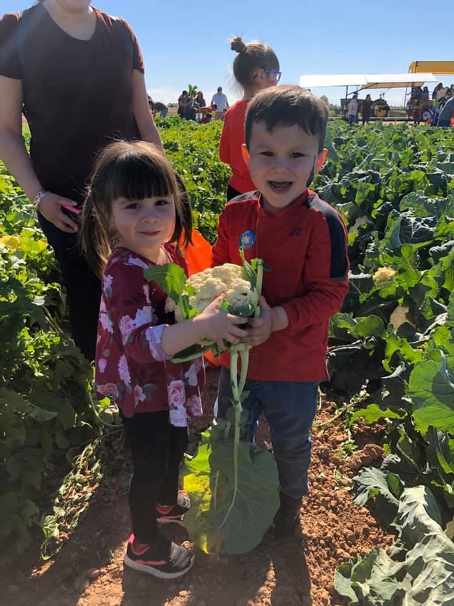 2 kids harvesting cauliflower at the 2020 Farm to Preschool Festival at the University of California Desert Research and Extension Center
