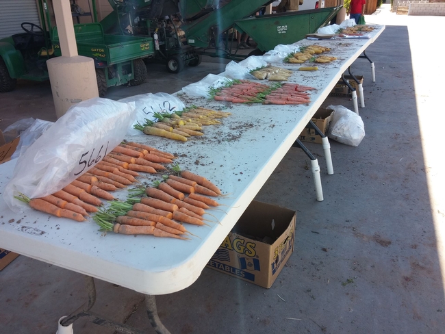 Novel colored carrots being sorted at the UC Desert Research and Extension Center