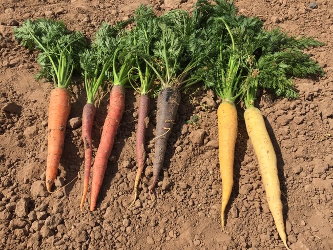 colored carrots