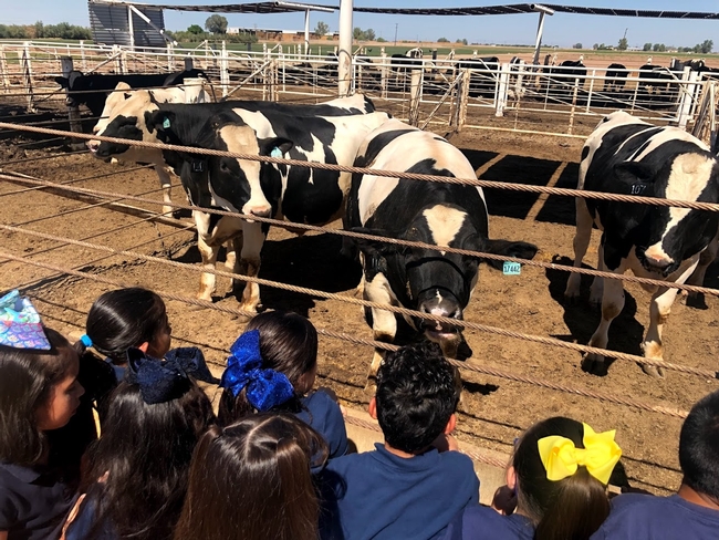 Students visiting the feedlot during a school field trip
