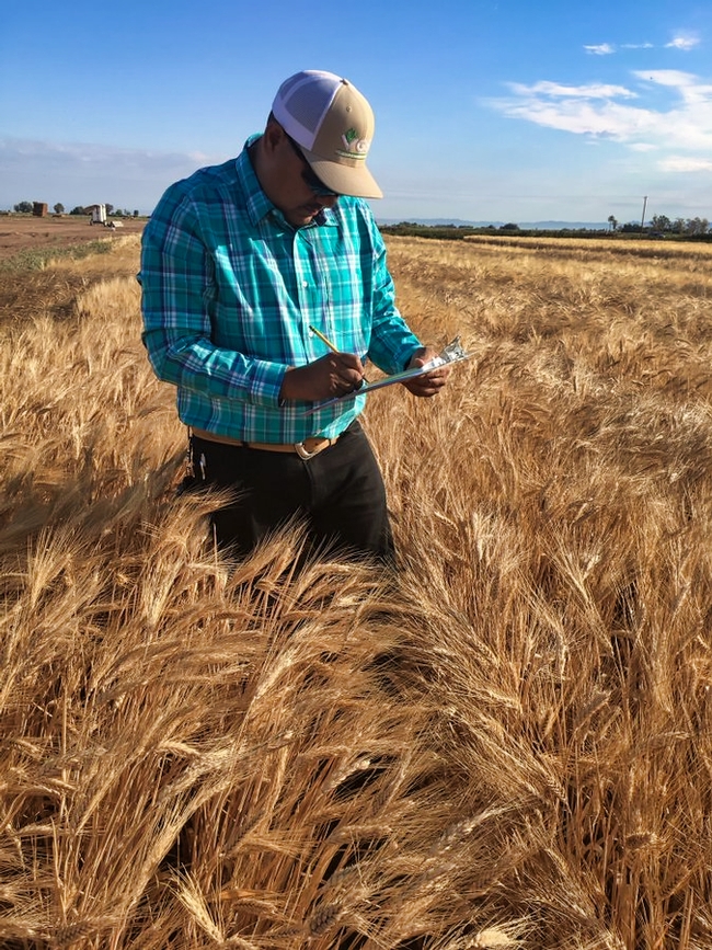 Gilbert in Durum wheat field