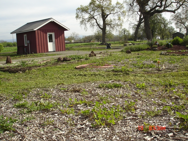 Area after weed removal