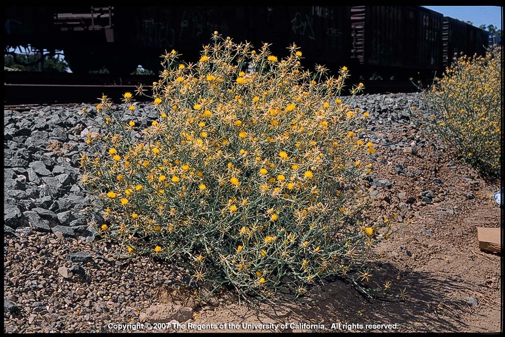 Yellow Starthistle The Real Dirt Blog ANR Blogs