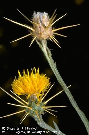 Yellow starthistle at full bloom and seed dispersal stages. Jack Kelly Clark, UC IPM