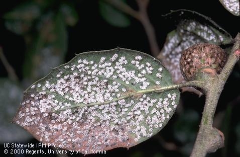 Crown whitefly colony on oak leaf. Jack Kelly Clark, UC IPM