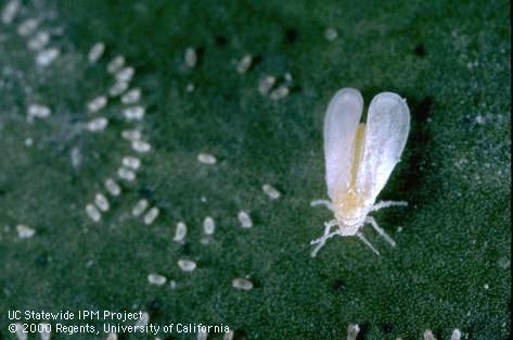 Adult woolly whitefly. Jack Kelly Clark, UC IPM
