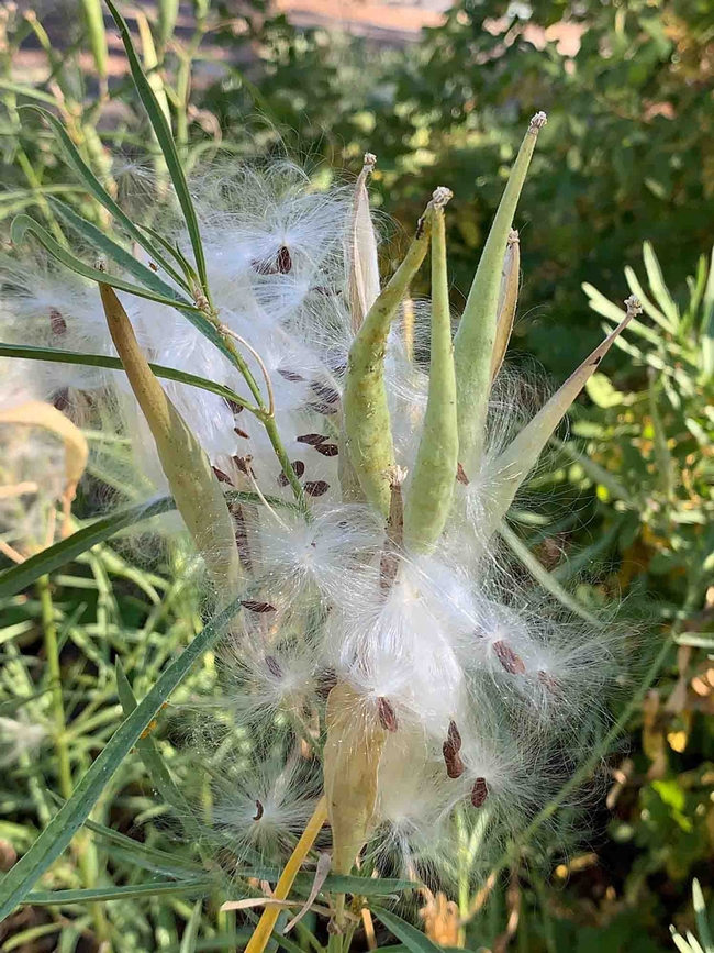 Milkweed seed pods bursting in the California Native garden. Laura Kling