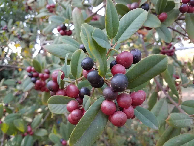 Berries on Eva Case coffeeberry  Jeanette Alosi