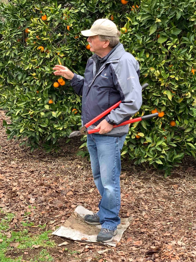 UC Cooperative Extension Farm Advisor Emeritus Joe Connell discusses the structure of an orange tree at a Master Gardener workshop. Laura Kling