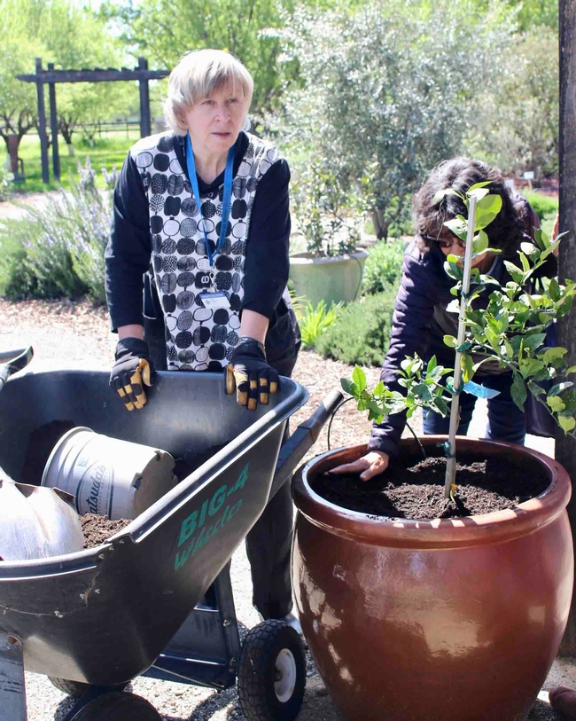 Debra Barger and a workshop attendee finish planting a Meyer lemon tree in a container during a Master Gardener workshop. Michelle Graydon