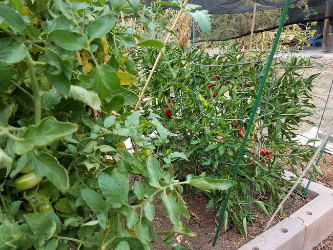 Tomatoes and peppers growing together. Jeanette Alosi
