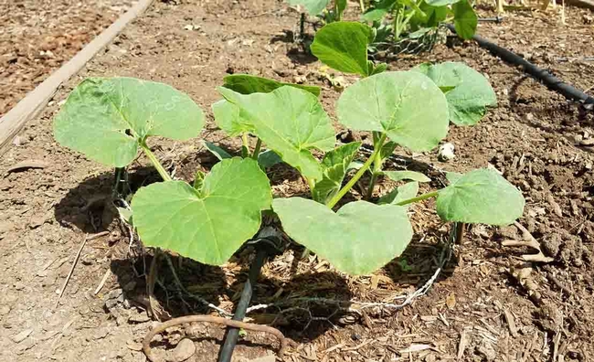 Butternut squash planted without tillling the soil after cutting down cover crop. Jeanette Alosi