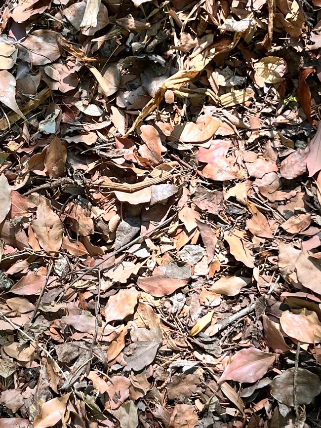 Leaves and twigs make excellent additions to the compost pile. J.C. Lawrence
