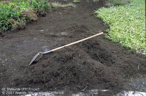 Dark, moist organic compost mulch in mound between ground cover beds in landscape. Jack Kelly Clark, UC IPM