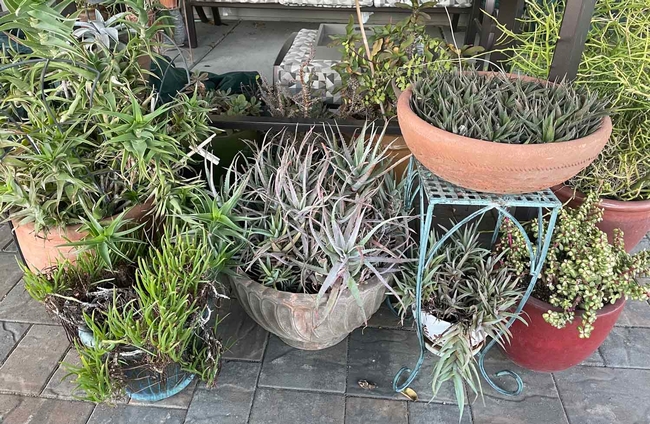 A display of succulents in containers.  Container gardening is a new workshops in the Master Gardeners Fall Workshop Series. Jan Burnham